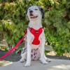 image:imageVoyager Stepin Pet Harness  All Weather Mesh Adjustable Step in Harness for Cats and Dogs by Best Pet Supplies  ArmyBlack Trim MHarness Red