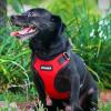 image:imageVoyager Stepin Pet Harness  All Weather Mesh Adjustable Step in Harness for Cats and Dogs by Best Pet Supplies  ArmyBlack Trim MHarness RedBlack Trim