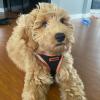 image:imageBest Pet Supplies Voyager Stepin Air All Weather Mesh Harness and Reflective Dog 5 ft Leash Combo with Neoprene Handle for Small Medium and Large Breed Puppies  Set Black SHarness Leash Bundle BlackOrange Trim