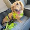 image:imageBest Pet Supplies Voyager Stepin Air All Weather Mesh Harness and Reflective Dog 5 ft Leash Combo with Neoprene Handle for Small Medium and Large Breed Puppies  Set Black SHarness Leash Set Lime Green