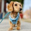 image:imageBest Pet Supplies Voyager Stepin Air All Weather Mesh Harness and Reflective Dog 5 ft Leash Combo with Neoprene Handle for Small Medium and Large Breed Puppies  Set Black SHarness Leash Set Baby Blue