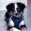 image:imageBest Pet Supplies Voyager Stepin Air All Weather Mesh Harness and Reflective Dog 5 ft Leash Combo with Neoprene Handle for Small Medium and Large Breed Puppies  Set Black SHarness Leash Bundle Royal BlueBlack Trim