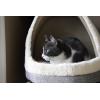 image:imageBest Pet Supplies Cat Bed for Indoor Cat Domed Tent House with Removable Pillow Covered Cat Cave for Small Dog Puppies and All Breeds of Cats  Gray Linen 16 x 16 x H14Cat Cave Gray