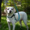 image:imageBest Pet Supplies Voyager Reflective Dog Leash or Collar with Neoprene Handle for Small Medium and Large Breed Puppies Cute and Heavy Duty for Walking Running and Training  Moss Green Leash SLeash Baby Blue