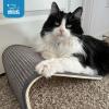 image:imageBest Pet Supplies Catify Cat Scratcher Fun Interactive Scratchers Posts Poles Claw Safe Furniture Saver Indoor Play Support Natural Cat Behaviors Heavy Duty  LShape Scratcher 165 x 114Ramp Cream