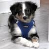 image:imageBest Pet Supplies Voyager Stepin Air All Weather Mesh Harness and Reflective Dog 5ft Leash Combo with Neoprene Handle for Small Medium and Large Breed Puppies  Set Moss Green MediumHarness Leash Set Royal Blue