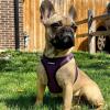 image:imageBest Pet Supplies Voyager Stepin Air All Weather Mesh Harness and Reflective Dog 5ft Leash Combo with Neoprene Handle for Small Medium and Large Breed Puppies  Set Moss Green MediumHarness Leash Bundle PurpleBlack Trim
