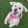 image:imageBest Pet Supplies Voyager Stepin Air All Weather Mesh Harness and Reflective Dog 5ft Leash Combo with Neoprene Handle for Small Medium and Large Breed Puppies  Set Moss Green MediumHarness Leash Set Pink