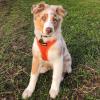 image:imageBest Pet Supplies Voyager Stepin Air All Weather Mesh Harness and Reflective Dog 5ft Leash Combo with Neoprene Handle for Small Medium and Large Breed Puppies  Set Moss Green MediumHarness Leash Set Orange