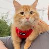 image:imageVoyager Stepin Pet Harness  All Weather Mesh Adjustable Step in Harness for Cats and Dogs by Best Pet Supplies  307 Set Lavender S307 Set Red
