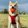 image:imageBest Pet Supplies Voyager Stepin Air Harness  All Weather Mesh Reflective No Pull Harness for Dogs Cats  Secure with Hook amp Loop Fastener Buckle Double DRings  Khaki SHarness Red