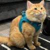 image:imageBest Pet Supplies Voyager Stepin Air Harness  All Weather Mesh Reflective No Pull Harness for Dogs Cats  Secure with Hook amp Loop Fastener Buckle Double DRings  Khaki SHarness Turquoise