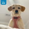 image:imageBest Pet Supplies Voyager Stepin Air Harness  All Weather Mesh Reflective No Pull Harness for Dogs Cats  Secure with Hook amp Loop Fastener Buckle Double DRings  Khaki SHarness Pink