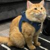 image:imageBest Pet Supplies Voyager Stepin Air Harness  All Weather Mesh Reflective No Pull Harness for Dogs Cats  Secure with Hook amp Loop Fastener Buckle Double DRings  Khaki SHarness Blue