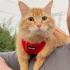 image:imageBest Pet Supplies Voyager Stepin Air Harness  All Weather Mesh Reflective No Pull Harness for Dogs Cats  Secure with Hook amp Loop Fastener Buckle Double DRings  Khaki SHarness Red