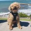 image:imageBest Pet Supplies Voyager Stepin Air Harness  All Weather Mesh Reflective No Pull Harness for Dogs Cats  Secure with Hook amp Loop Fastener Buckle Double DRings  Khaki SHarness Black