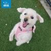 image:imageBest Pet Supplies Voyager Stepin Air Harness  All Weather Mesh Reflective No Pull Harness for Dogs Cats  Secure with Hook amp Loop Fastener Buckle Double DRings  Khaki SHarness Pink