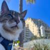 image:imageBest Pet Supplies Voyager Stepin Air Harness  All Weather Mesh Reflective No Pull Harness for Dogs Cats  Secure with Hook amp Loop Fastener Buckle Double DRings  Khaki SHarness Royal BlueBlack Trim