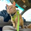 image:imageBest Pet Supplies Voyager Stepin Air Harness  All Weather Mesh Reflective No Pull Harness for Dogs Cats  Secure with Hook amp Loop Fastener Buckle Double DRings  Khaki SHarness Lime Green