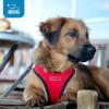 image:imageBest Pet Supplies Voyager Stepin Air Harness  All Weather Mesh Reflective No Pull Harness for Dogs Cats  Secure with Hook amp Loop Fastener Buckle Double DRings  Khaki SHarness Turquoise