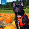 image:imageBest Pet Supplies Voyager Stepin Air Harness  All Weather Mesh Reflective No Pull Harness for Dogs Cats  Secure with Hook amp Loop Fastener Buckle Double DRings  Khaki SHarness OrangeBlack Trim