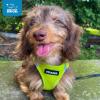 image:imageBest Pet Supplies Voyager Stepin Air Harness  All Weather Mesh Reflective No Pull Harness for Dogs Cats  Secure with Hook amp Loop Fastener Buckle Double DRings  Khaki SHarness Lime Green