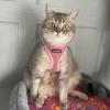 image:imageBest Pet Supplies Voyager Stepin Air Harness  All Weather Mesh Reflective No Pull Harness for Dogs Cats  Secure with Hook amp Loop Fastener Buckle Double DRings  Khaki SHarness Pink