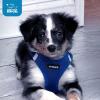 image:imageBest Pet Supplies Voyager Stepin Air Harness  All Weather Mesh Reflective No Pull Harness for Dogs Cats  Secure with Hook amp Loop Fastener Buckle Double DRings  Khaki SHarness Royal Blue