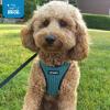 image:imageBest Pet Supplies Voyager Stepin Air Harness  All Weather Mesh Reflective No Pull Harness for Dogs Cats  Secure with Hook amp Loop Fastener Buckle Double DRings  Khaki SHarness Turquoise 2Tone