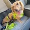 image:imageBest Pet Supplies Voyager Stepin Air Harness  All Weather Mesh Reflective No Pull Harness for Dogs Cats  Secure with Hook amp Loop Fastener Buckle Double DRings  Khaki SHarness Lime Green