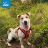 image:imageBest Pet Supplies Voyager Stepin Air Harness  All Weather Mesh Reflective No Pull Harness for Dogs Cats  Secure with Hook amp Loop Fastener Buckle Double DRings  Khaki SHarness OrangeBlack Trim