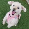 image:imageBest Pet Supplies Voyager Stepin Air Harness  All Weather Mesh Reflective No Pull Harness for Dogs Cats  Secure with Hook amp Loop Fastener Buckle Double DRings  Khaki SHarness Pink