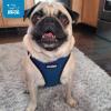 image:imageBest Pet Supplies Voyager Stepin Air Harness  All Weather Mesh Reflective No Pull Harness for Dogs Cats  Secure with Hook amp Loop Fastener Buckle Double DRings  Khaki SHarness Royal BlueBlack Trim