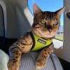 image:imageBest Pet Supplies Voyager Stepin Air Harness  All Weather Mesh Reflective No Pull Harness for Dogs Cats  Secure with Hook amp Loop Fastener Buckle Double DRings  Khaki SHarness Lime GreenBlack Trim