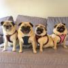image:imageBest Pet Supplies Voyager Stepin Air Harness  All Weather Mesh Reflective No Pull Harness for Dogs Cats  Secure with Hook amp Loop Fastener Buckle Double DRings  Khaki SHarness BlueBlack Trim