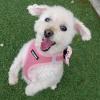 image:imageBest Pet Supplies Voyager Stepin Air Harness  All Weather Mesh Reflective No Pull Harness for Dogs Cats  Secure with Hook amp Loop Fastener Buckle Double DRings  Khaki SHarness Pink