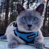 image:imageBest Pet Supplies Voyager Stepin Air Harness  All Weather Mesh Reflective No Pull Harness for Dogs Cats  Secure with Hook amp Loop Fastener Buckle Double DRings  Khaki SHarness Baby BlueBlack Trim