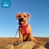 image:imageBest Pet Supplies Voyager Stepin Air Harness  All Weather Mesh Reflective No Pull Harness for Dogs Cats  Secure with Hook amp Loop Fastener Buckle Double DRings  Khaki SHarness Red