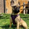image:imageBest Pet Supplies Voyager Stepin Air Harness  All Weather Mesh Reflective No Pull Harness for Dogs Cats  Secure with Hook amp Loop Fastener Buckle Double DRings  Khaki SHarness PurpleBlack Trim