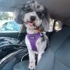 image:imageBest Pet Supplies Voyager Stepin Air Harness  All Weather Mesh Reflective No Pull Harness for Dogs Cats  Secure with Hook amp Loop Fastener Buckle Double DRings  Khaki SHarness Purple