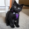 image:imageBest Pet Supplies  All Weather MeshPlush Reflective No Pull Harness for Small Medium Dogs Cats  Secure with Hook amp Loop Fastener Buckle Double DRings  PinkBlack Trim MHarness PurpleBlack Trim