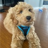 image:imageBest Pet Supplies  All Weather MeshPlush Reflective No Pull Harness for Small Medium Dogs Cats  Secure with Hook amp Loop Fastener Buckle Double DRings  PinkBlack Trim MHarness BlackBlue Trim