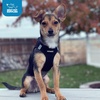 image:imageBest Pet Supplies  All Weather MeshPlush Reflective No Pull Harness for Small Medium Dogs Cats  Secure with Hook amp Loop Fastener Buckle Double DRings  PinkBlack Trim MArns borde negronegro