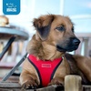 image:imageBest Pet Supplies  All Weather MeshPlush Reflective No Pull Harness for Small Medium Dogs Cats  Secure with Hook amp Loop Fastener Buckle Double DRings  PinkBlack Trim MHarness BlackRed Trim