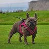 image:imageBest Pet Supplies  All Weather MeshPlush Reflective No Pull Harness for Small Medium Dogs Cats  Secure with Hook amp Loop Fastener Buckle Double DRings  PinkBlack Trim MHarness Fuchsia 2Tone