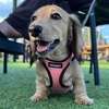 image:imageBest Pet Supplies  All Weather MeshPlush Reflective No Pull Harness for Small Medium Dogs Cats  Secure with Hook amp Loop Fastener Buckle Double DRings  PinkBlack Trim MHarness PinkBlack Trim