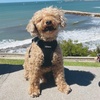 image:imageBest Pet Supplies  All Weather MeshPlush Reflective No Pull Harness for Small Medium Dogs Cats  Secure with Hook amp Loop Fastener Buckle Double DRings  PinkBlack Trim MHarness BlackBlack Trim