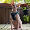 image:imageBest Pet Supplies  All Weather MeshPlush Reflective No Pull Harness for Small Medium Dogs Cats  Secure with Hook amp Loop Fastener Buckle Double DRings  PinkBlack Trim MHarness BlackBlue Trim