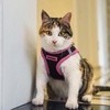 image:imageBest Pet Supplies  All Weather MeshPlush Reflective No Pull Harness for Small Medium Dogs Cats  Secure with Hook amp Loop Fastener Buckle Double DRings  PinkBlack Trim MHarness BlackPink Trim