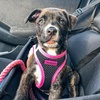 image:imageBest Pet Supplies  All Weather MeshPlush Reflective No Pull Harness for Small Medium Dogs Cats  Secure with Hook amp Loop Fastener Buckle Double DRings  PinkBlack Trim MHarness BlackPink Trim